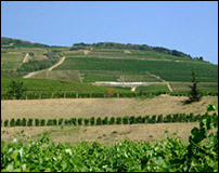 A Tokaji Vineyard